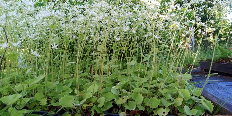 Saxifraga rotundifolia Камнеломка круглолистная